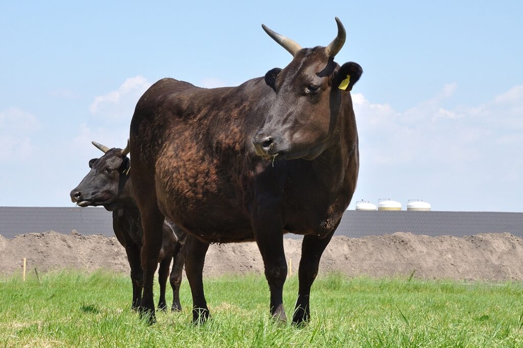 Wagyu Cow - Snap Provisions